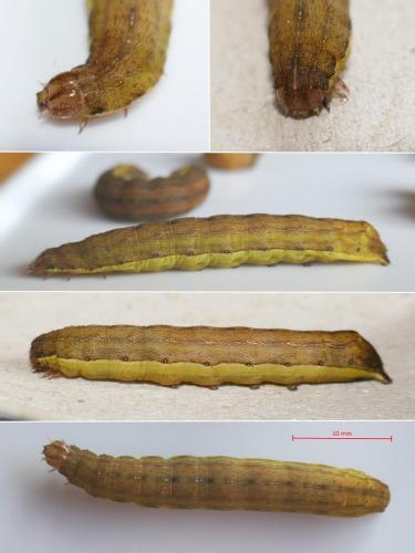 Ochropleura leucogaster
